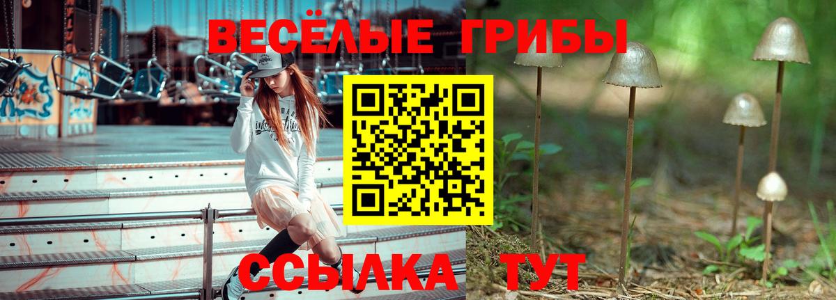 Тимашёвск  Псилоцибиновые грибы прущие грибы  Вход с VPN  Псилоцибиновые грибы Cubensis 